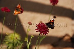 Пеперуди в градината – албум
